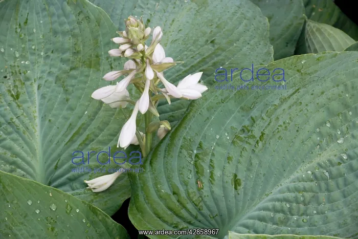 : A garden hosta in flower : A garden hosta in flower