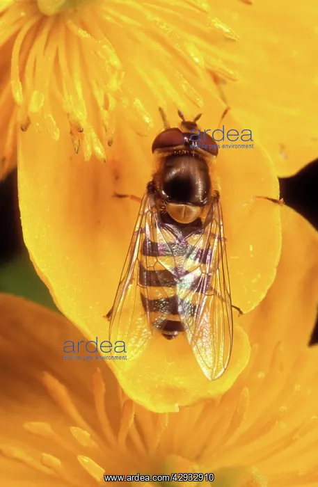  : Garden HOVERFLY