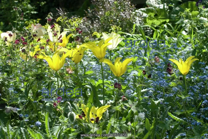 : Garden - Lily flowering West Point Tulips amongst : Garden - Lily flowering West Point Tulips amongst
