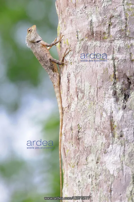 : Garden Lizard : Garden Lizard