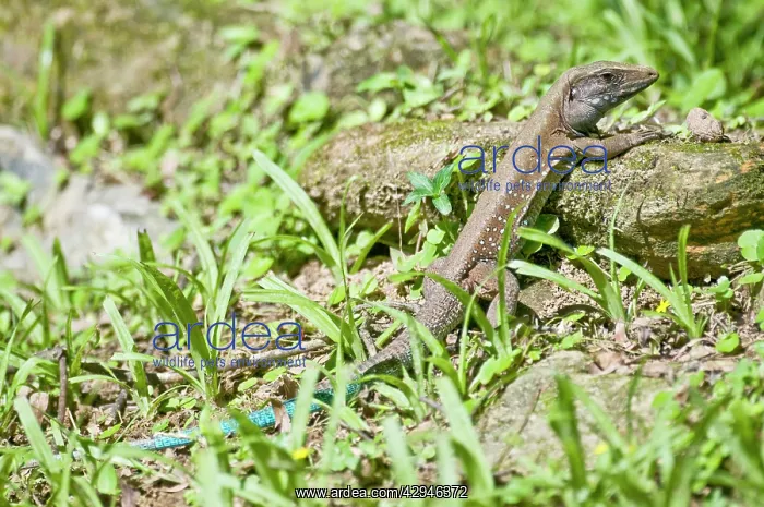 : Garden Lizard - sunbathing : Garden Lizard - sunbathing