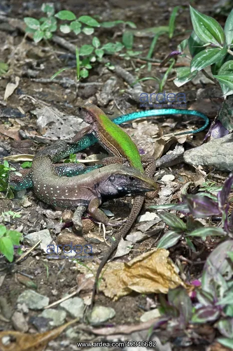: Garden Lizards - pair courting : Garden Lizards - pair courting