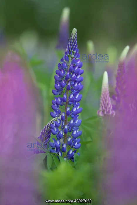 : Garden Lupin flowering Sweden : Garden Lupin flowering Sweden