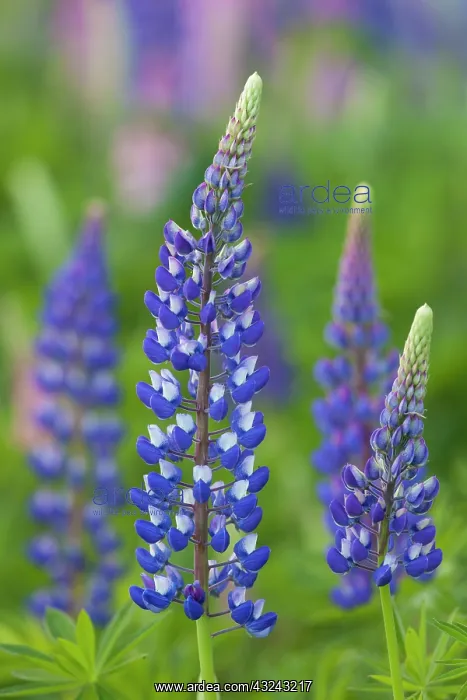: Garden Lupin flowering Sweden : Garden Lupin flowering Sweden
