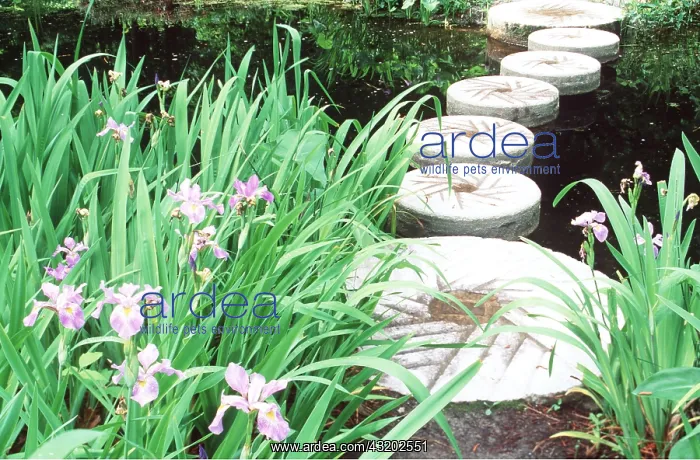 : GARDEN - Millstones used as stepping stones & southern : GARDEN - Millstones used as stepping stones & southern