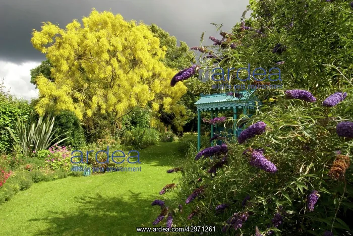 : Garden - Mount Etna Broom (Genista aetnensis) in : Garden - Mount Etna Broom (Genista aetnensis) in