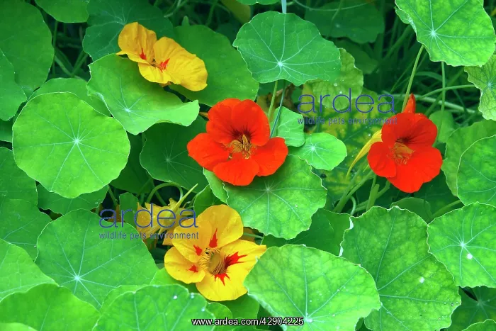 : Garden Nasturtium : Garden Nasturtium
