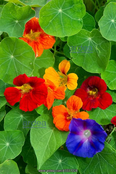 : Garden nasturtium (Tropaeolum majus) and Common : Garden nasturtium (Tropaeolum majus) and Common