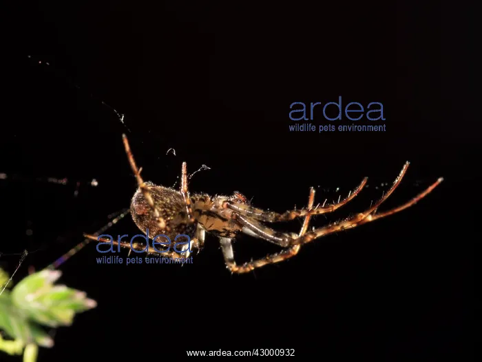 : Garden Orb Spider : Garden Orb Spider