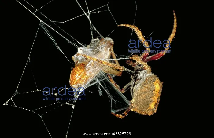 : Garden orb spider : Garden orb spider