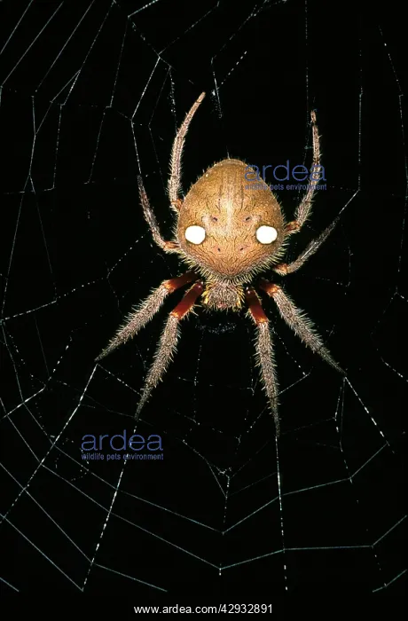 : Garden orb-weaver - a nocturnal web-making spider, in web : Garden orb-weaver - a nocturnal web-making spider, in web