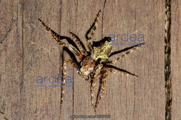: Garden Orbweb Spider : Garden Orbweb Spider