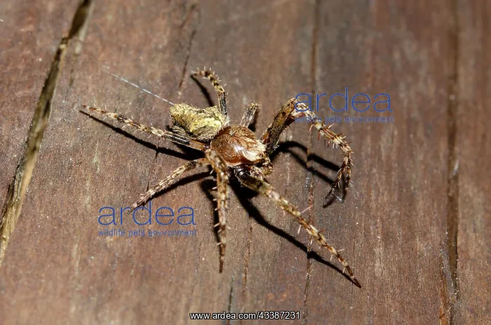 : Garden Orbweb Spider : Garden Orbweb Spider