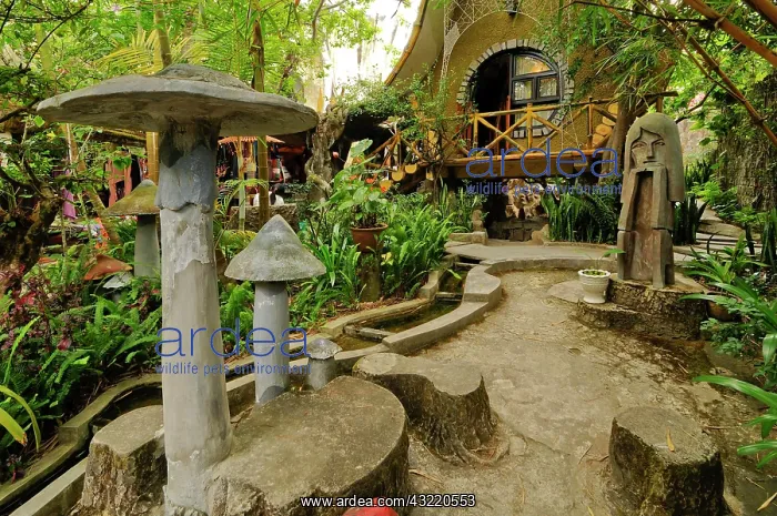 : Garden, overgrown, mushroom and women's head sculptures : Garden, overgrown, mushroom and women's head sculptures