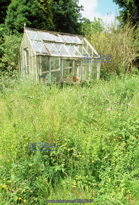 : Garden - with overgrown weeds & greenhouse : Garden - with overgrown weeds & greenhouse