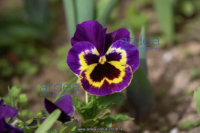 : GARDEN PANSY : GARDEN PANSY