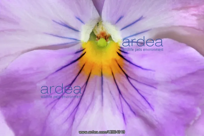 : Garden Pansy - detail of a lilac and yellow coloured : Garden Pansy - detail of a lilac and yellow coloured