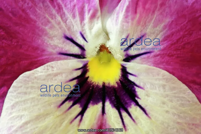 : Garden Pansy - detail of a yellow, pink and white : Garden Pansy - detail of a yellow, pink and white
