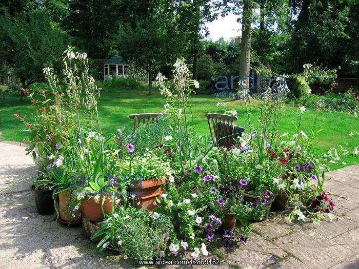  : Garden - Patio flowers
