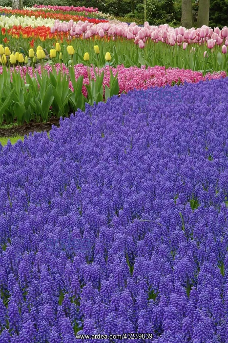 : Garden pattern of Grape Hyacinth flowers : Garden pattern of Grape Hyacinth flowers