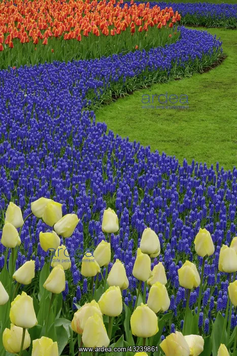 : Garden pattern of Grape Hyacinth flowers : Garden pattern of Grape Hyacinth flowers