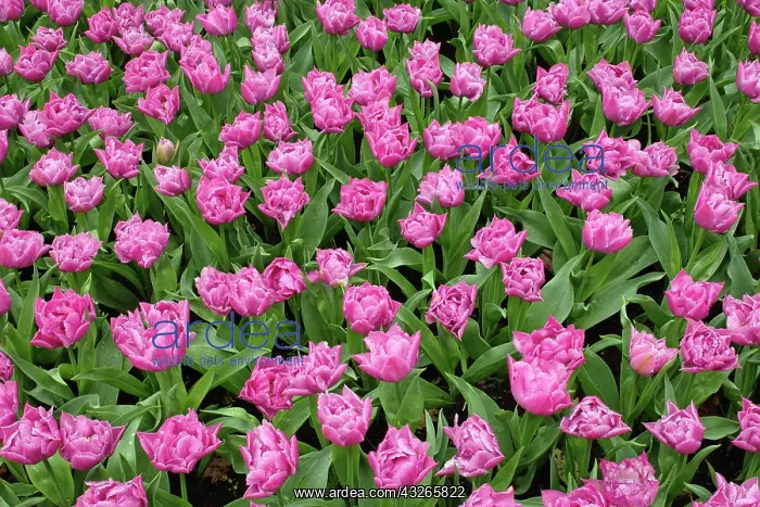 : Garden pattern of tulips, Keukenhof Gardens : Garden pattern of tulips, Keukenhof Gardens