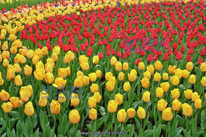 : Garden pattern of tulips, Keukenhof Gardens : Garden pattern of tulips, Keukenhof Gardens