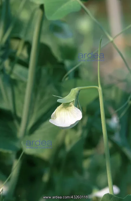 : Garden Pea Flower : Garden Pea Flower