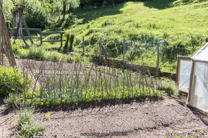 : Garden Peas (Pisum sativum) climbing on beech branches : Garden Peas (Pisum sativum) climbing on beech branches