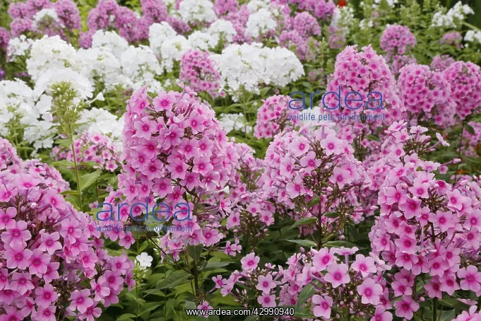: Garden Phlox - Pink and White Phlox paniculata Essex : Garden Phlox - Pink and White Phlox paniculata Essex