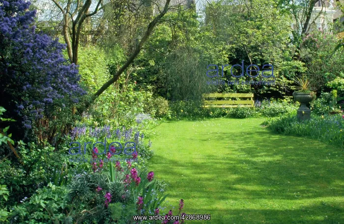 : Garden - plants flowers & lawn, in spring : Garden - plants flowers & lawn, in spring