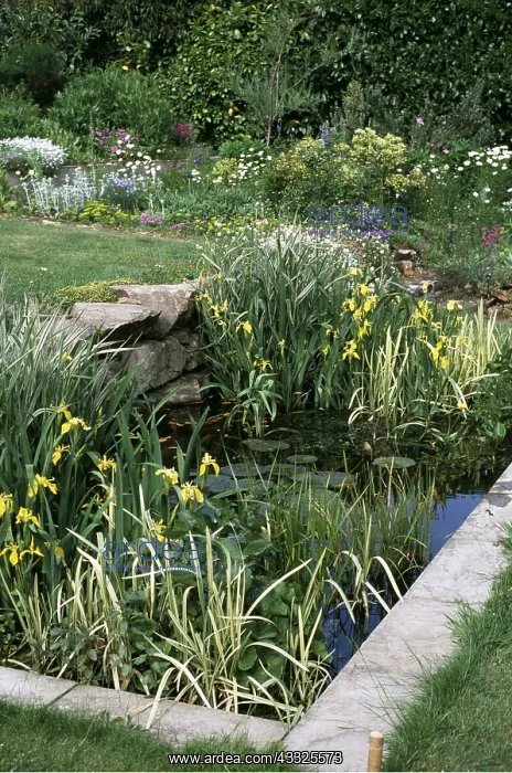 : GARDEN POND : GARDEN POND