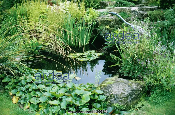  : GARDEN POND