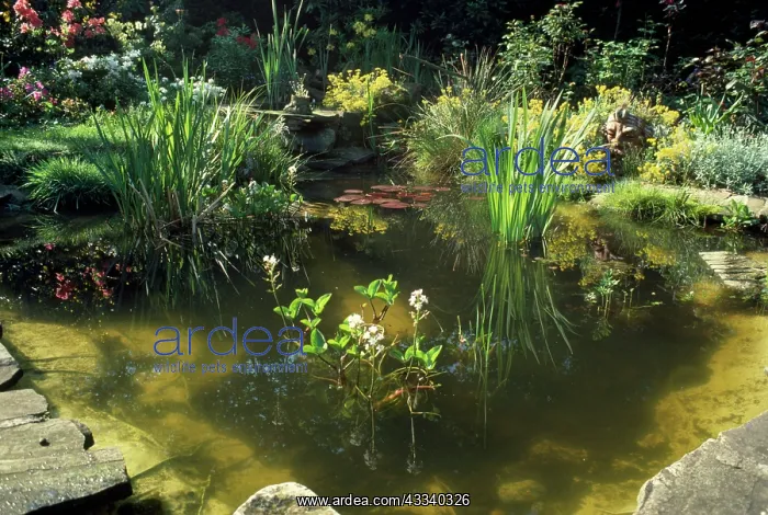 : Garden Pond - with a variety of Water Plants, Bog : Garden Pond - with a variety of Water Plants, Bog