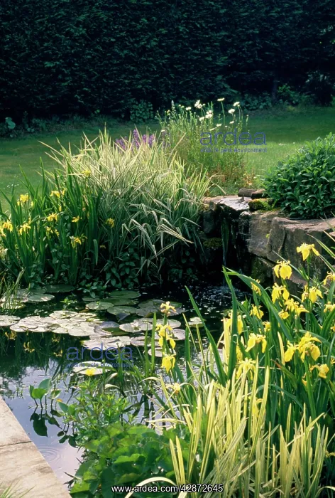 : GARDEN POOL - with lilies & irises : GARDEN POOL - with lilies & irises