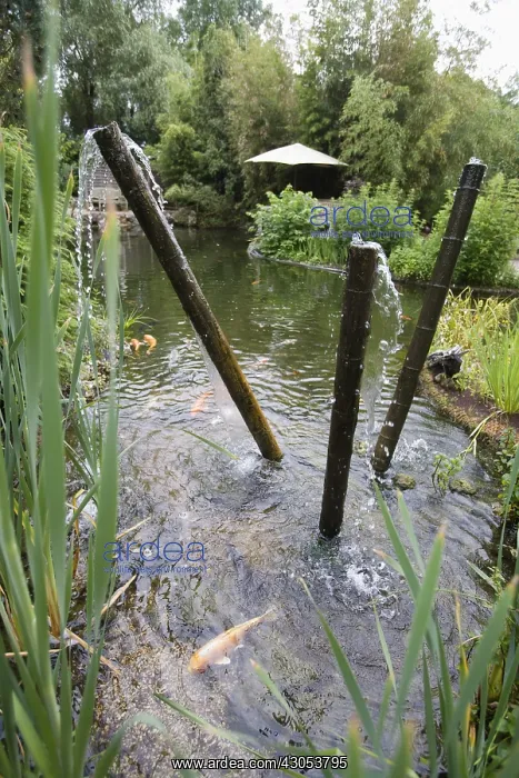 : Garden pound and fountain with koi carps : Garden pound and fountain with koi carps
