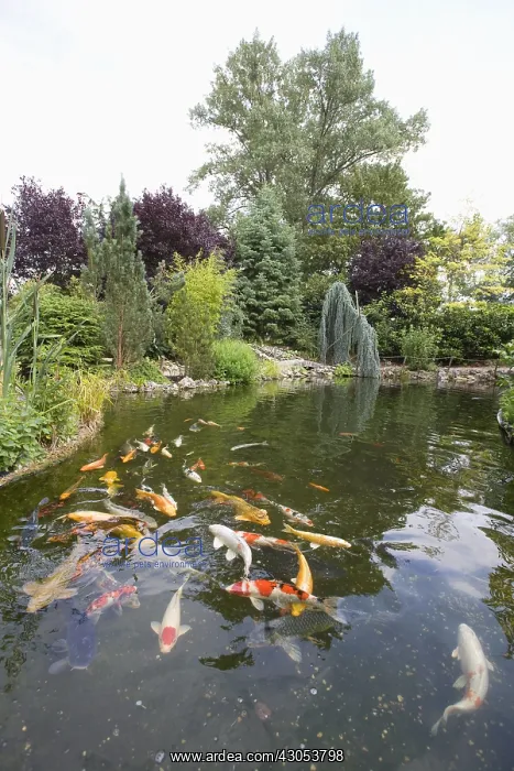 : Garden pound with koi carps : Garden pound with koi carps