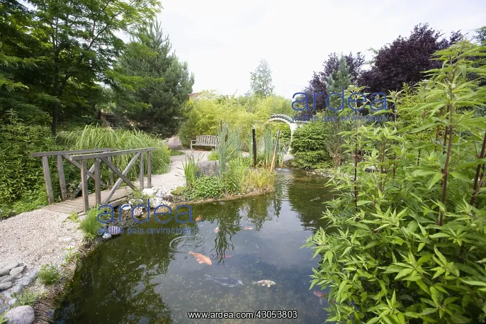 : Garden pound with koi carps : Garden pound with koi carps