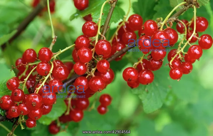 : Garden Red Current - ripened fruit : Garden Red Current - ripened fruit