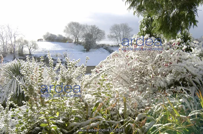 : Garden shrubs in snow : Garden shrubs in snow