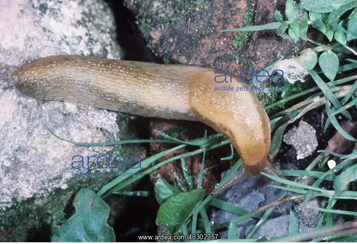 : GARDEN SLUG : GARDEN SLUG