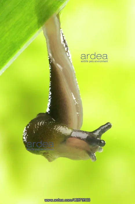  : Garden Slug - hanging off leaf