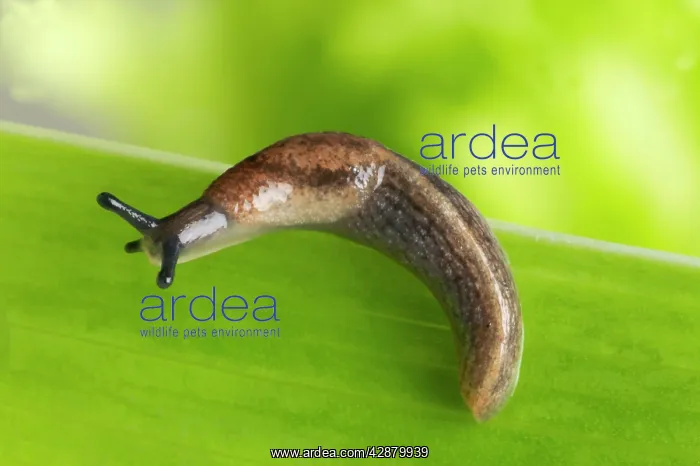  : Garden Slug - on leaf