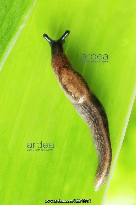  : Garden Slug - on leaf