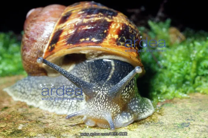 : GARDEN SNAIL : GARDEN SNAIL