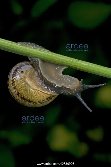  : Garden Snail