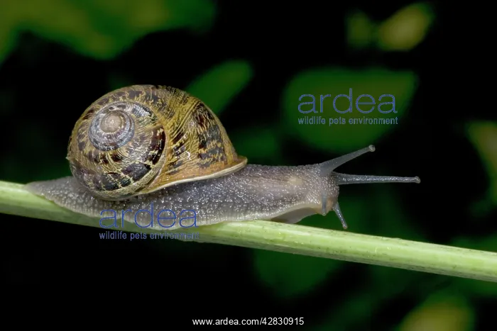  : Garden Snail