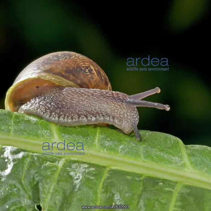  : Garden Snail