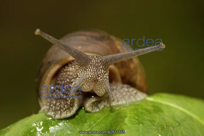 : Garden Snail : Garden Snail