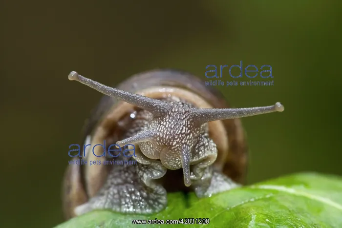 : Garden Snail : Garden Snail
